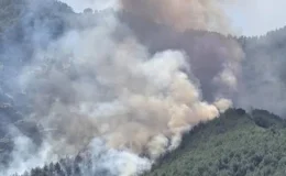 Antalya Kepez'de orman yangını