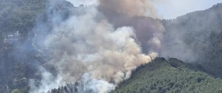 Antalya Kepez'de orman yangını