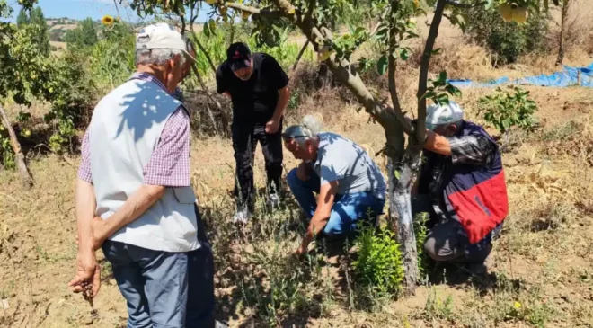 Balıkesir’de tarla faresine karşı uyarı